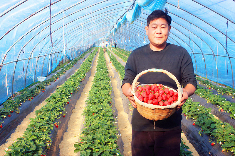 2025��ɽ�|��ݮ�a(ch��n)�I(y��)���(hu��)�A�M(m��n)���_(k��i)�����f���R�ϲ�ݮ�@��ժ�ý�(ji��ng)