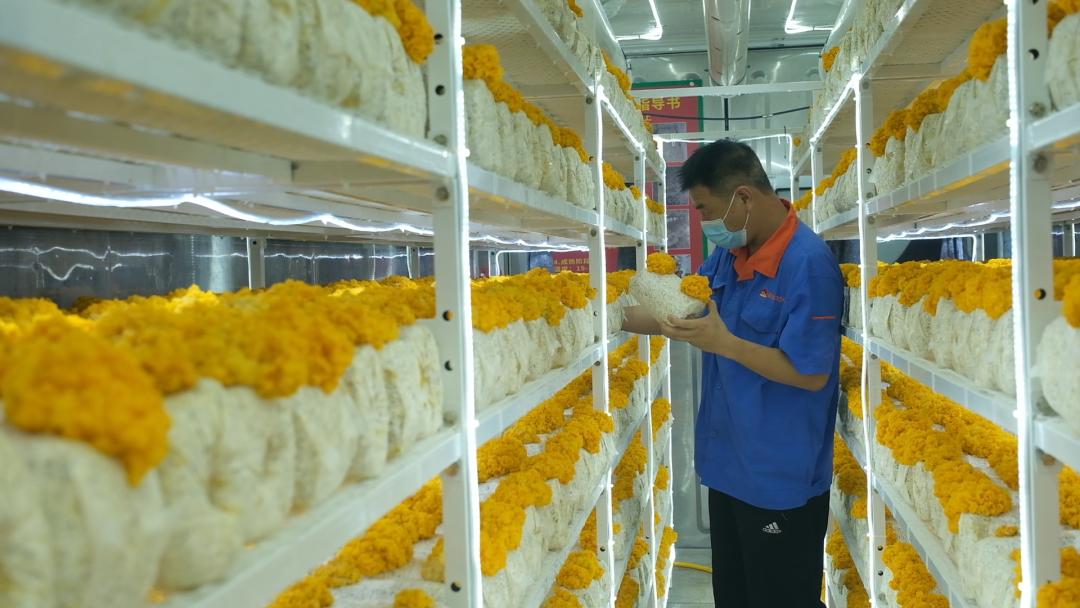 ɽ�|���f�����S�𡱮a(ch��n)�I(y��)����ġ������������Ƽ���(w��n)�a(ch��n)��